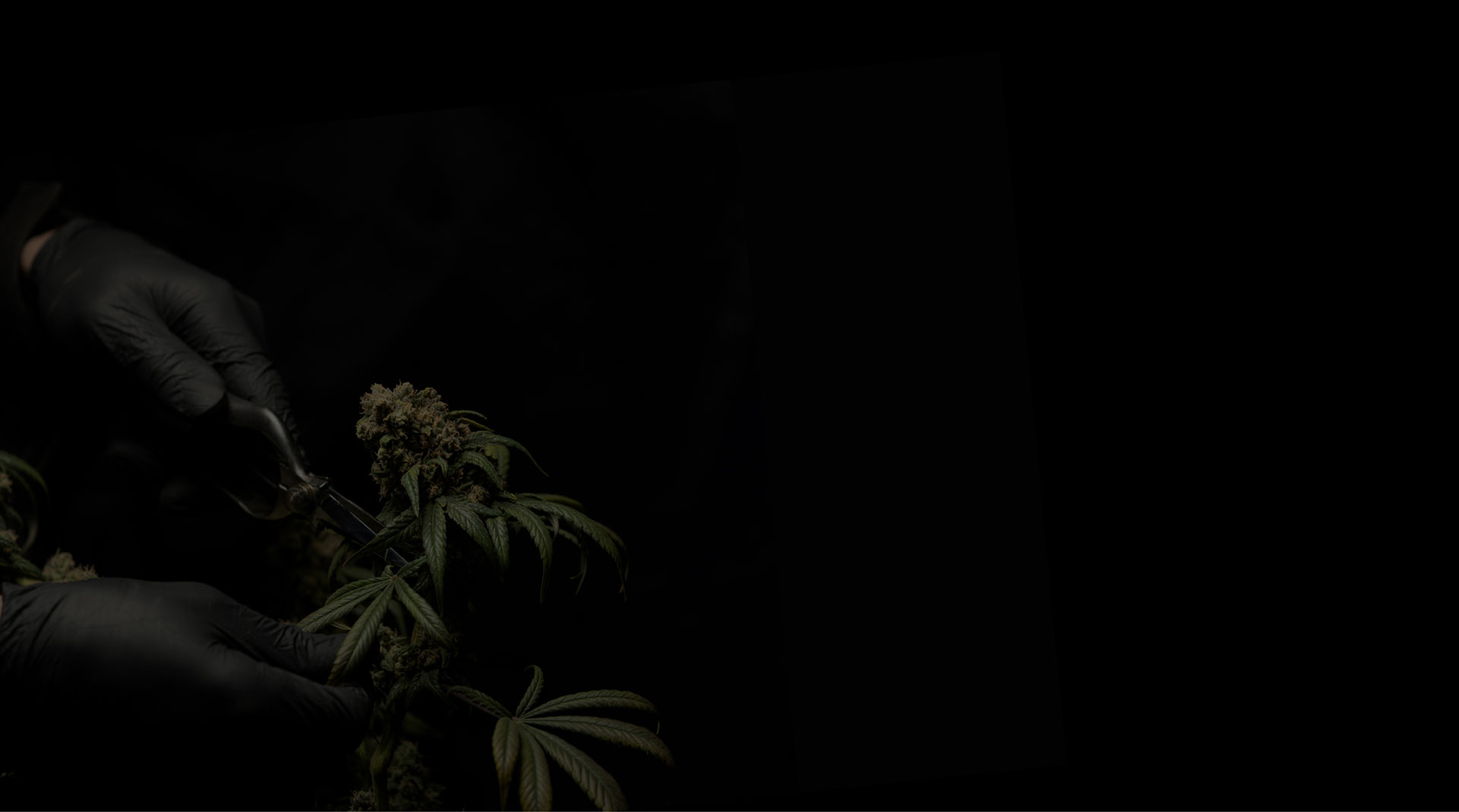 Image Content Background